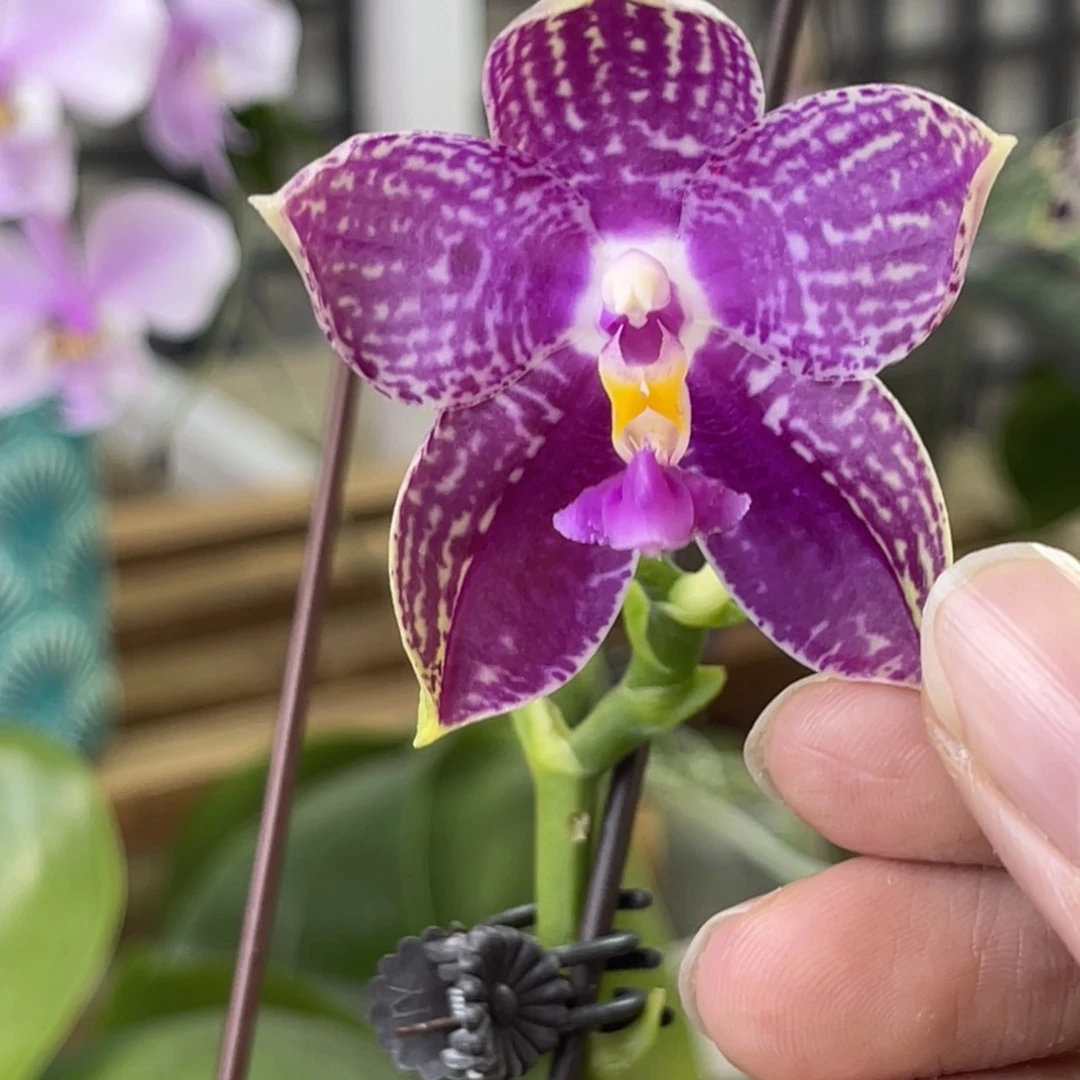 完全开放斑马826-661