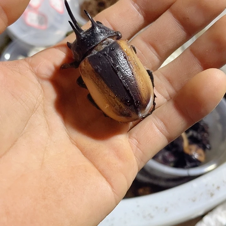咯摩托罗拉咯哦哦哦哦哦