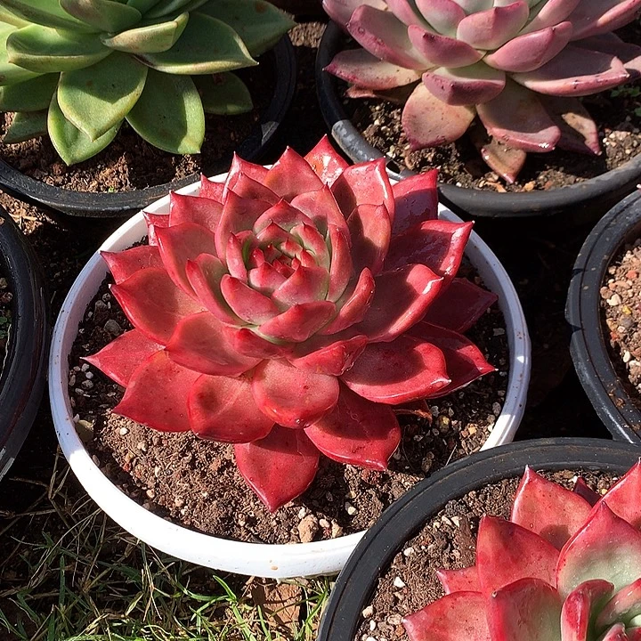 美肉特价活动开始啦