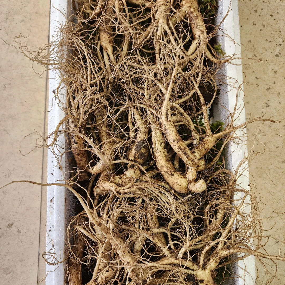 东北特产长白山鲜参1斤装煲汤滋补酒海泡酒打粉滋补晒干保健