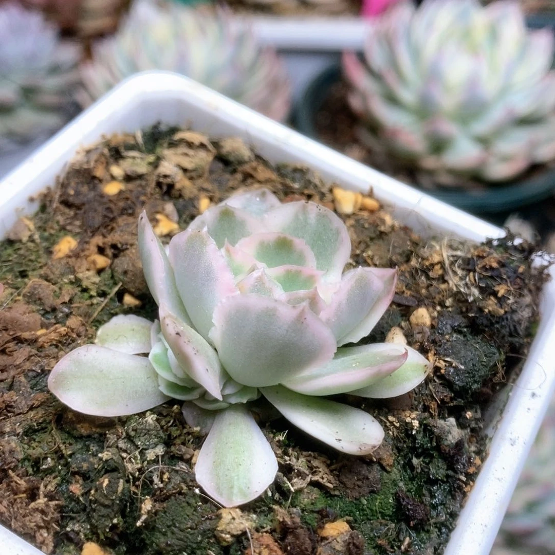 125紫蝴蝶锦锦锦锦锦