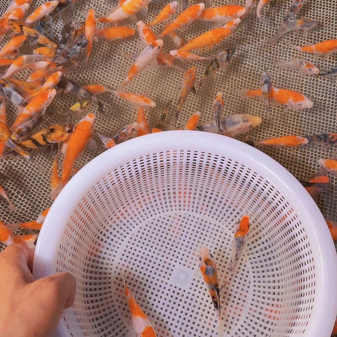 超***海水锦鲤的故事是