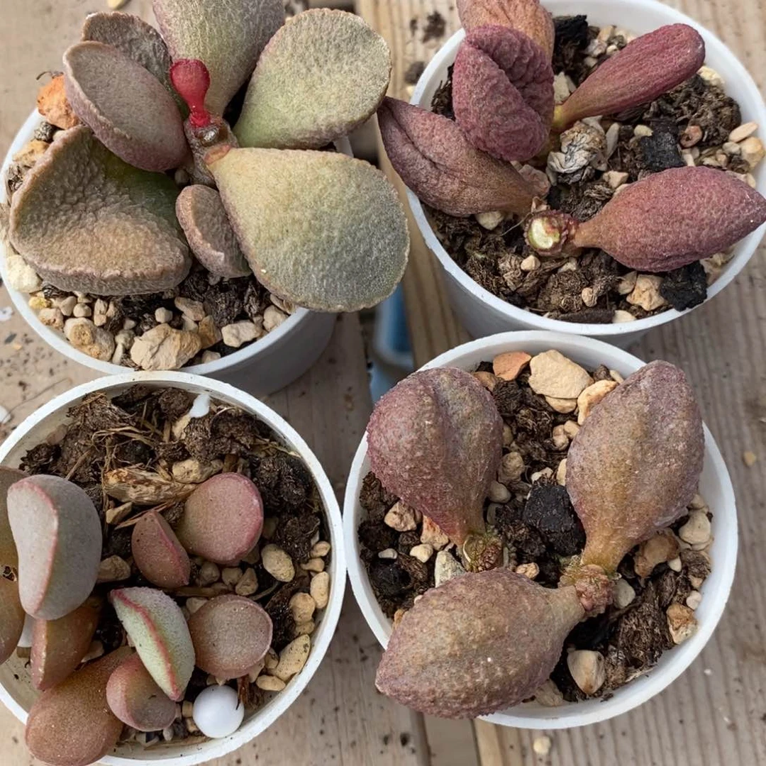 1225水泡组合4颗