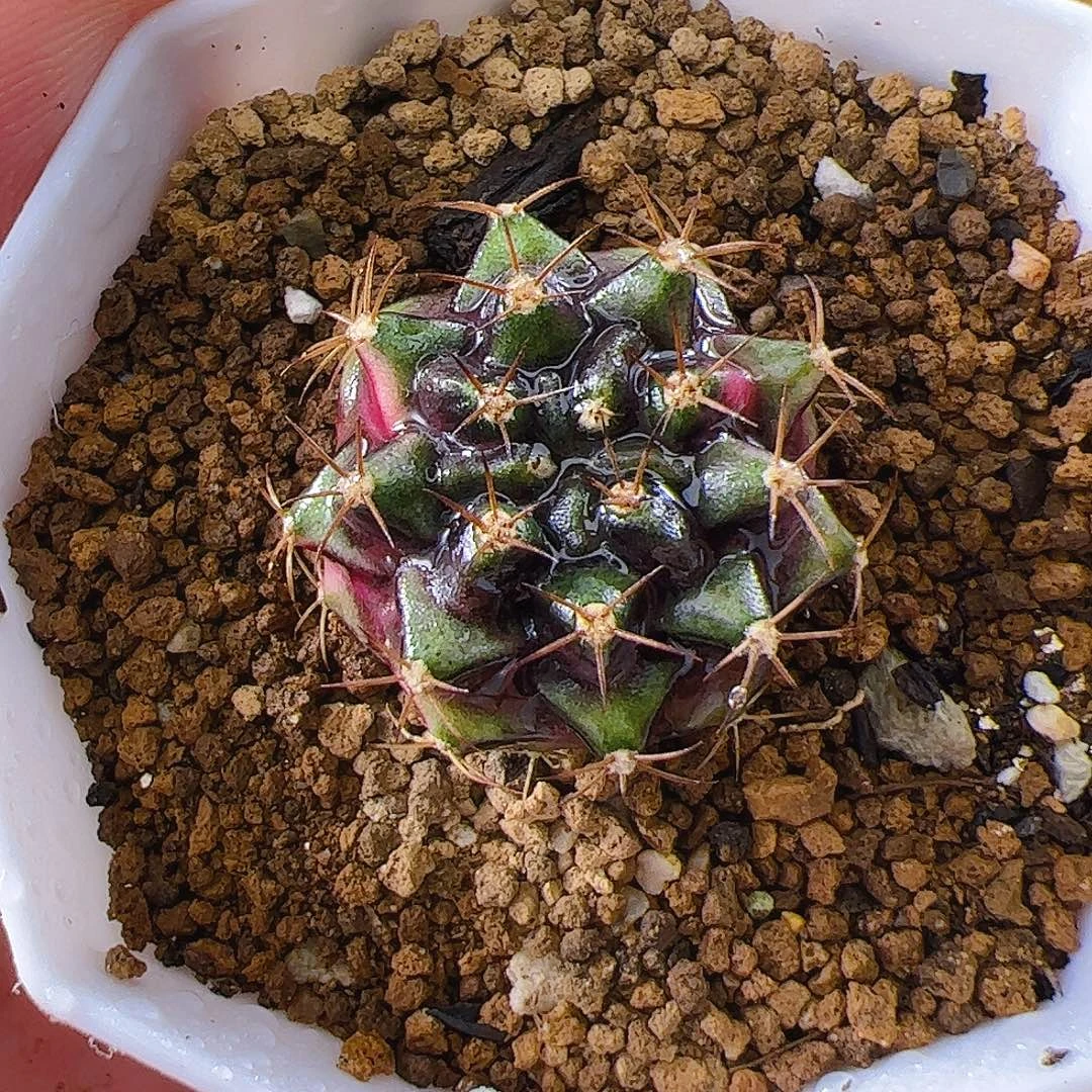 当前无花栽培后可以开花540