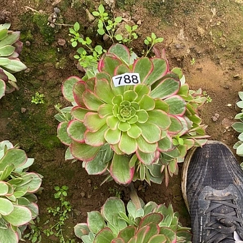 多肉植物法师788粉花妖