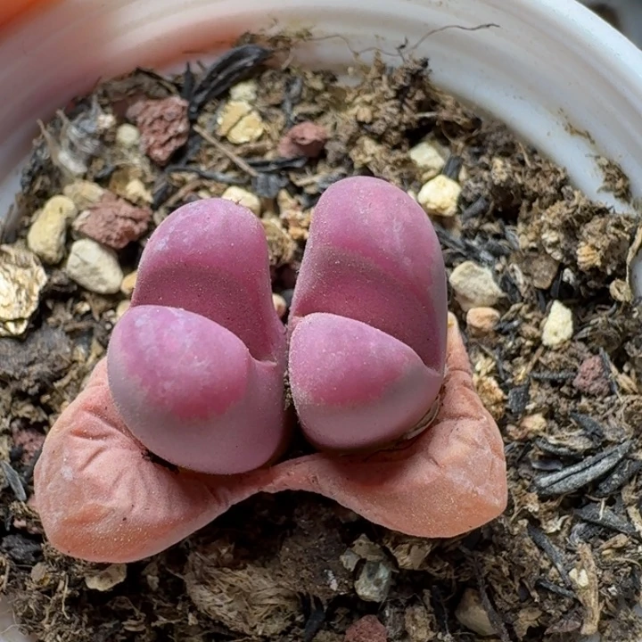 2693双头红大内带盆土发货。