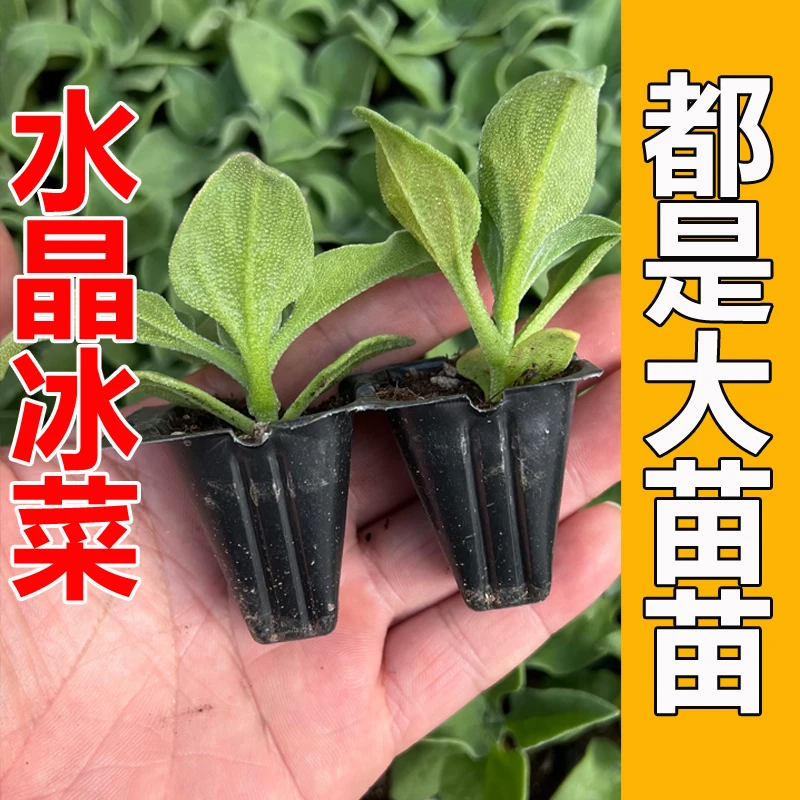(直播3)冰菜秧苗冰草大苗 蔬菜种籽冰菜种子阳台盆栽蔬菜苗