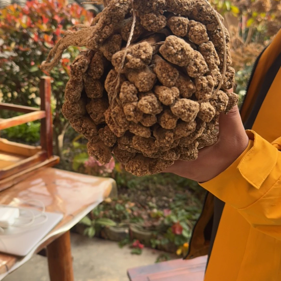 精选甘肃岷县党参段无硫干货可煲汤泡水泡酒中药材