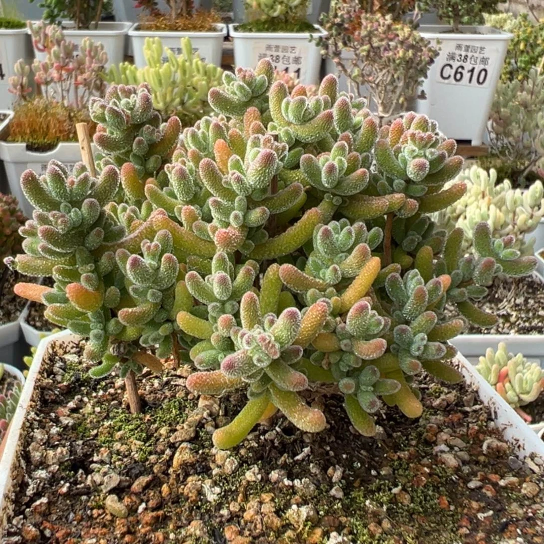 4-759奶油冰小树十方盆老桩枝干番杏