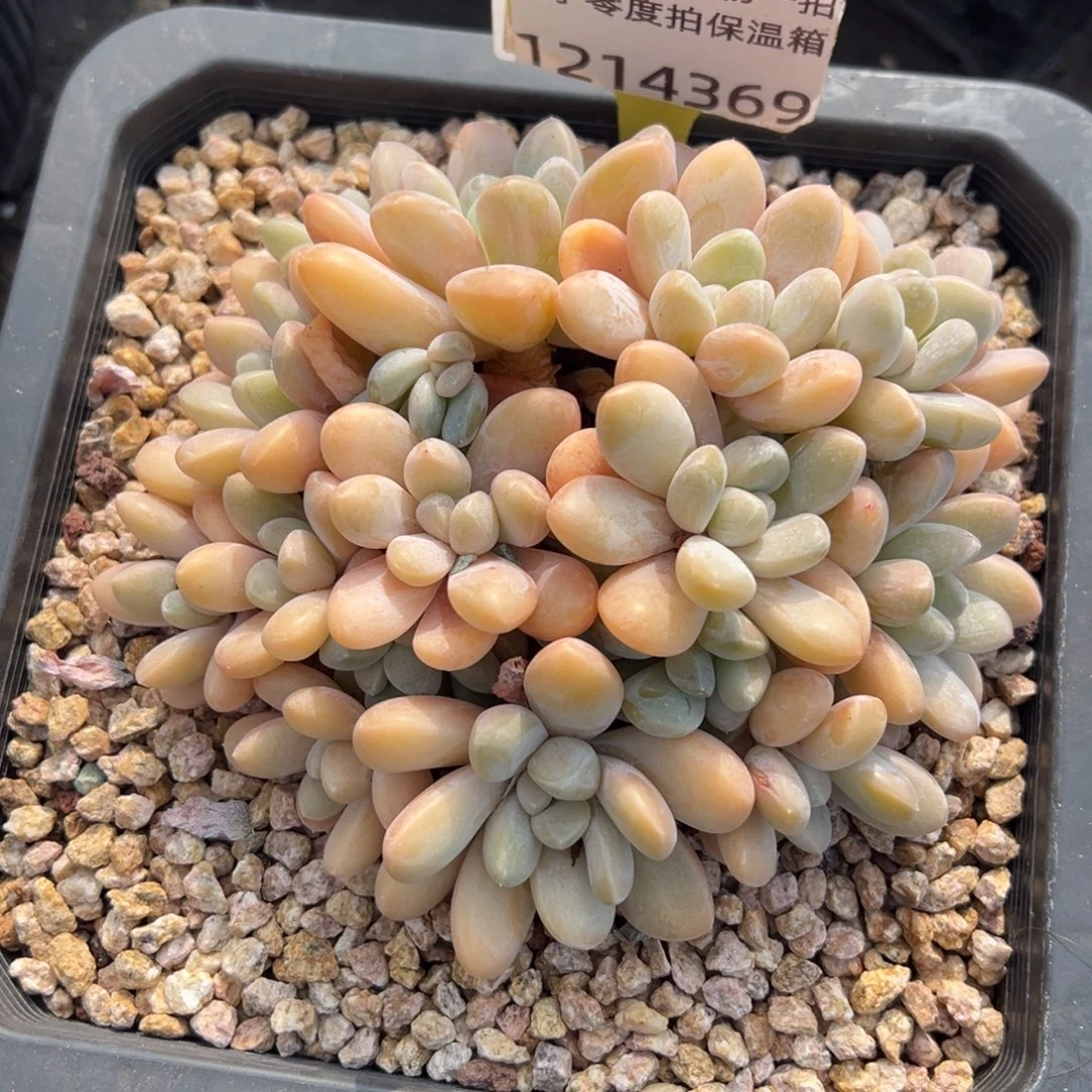 1214369 香芋群生无砍