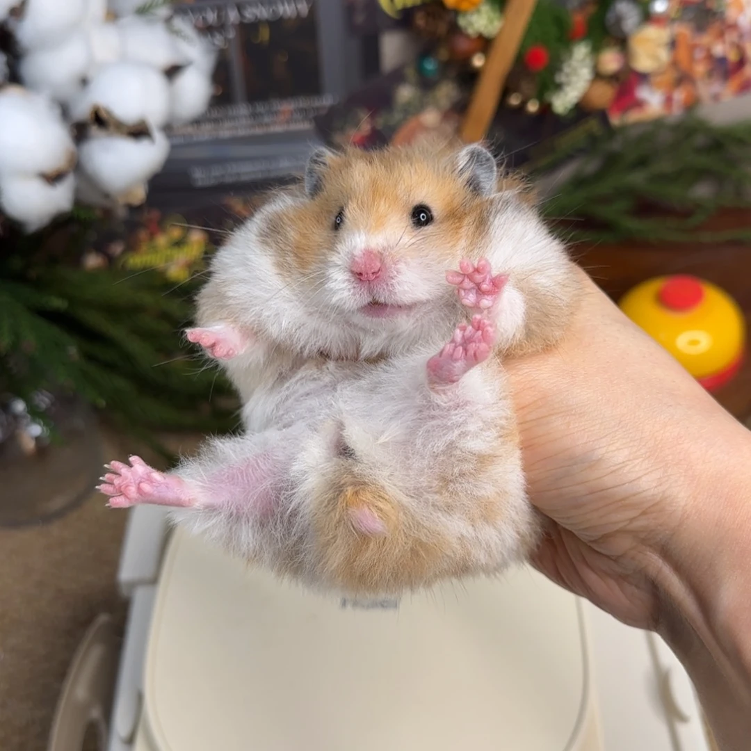 火波妹妹6个月160g