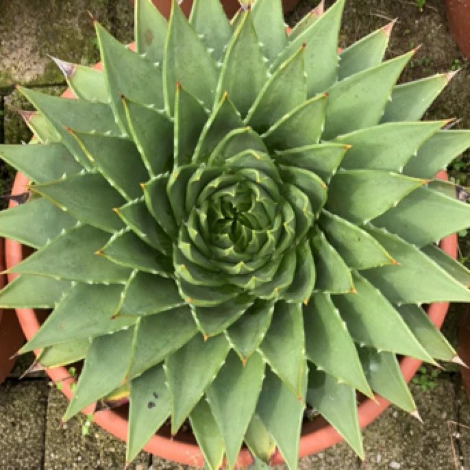 芦荟女王女王芦荟多肉植物盆栽