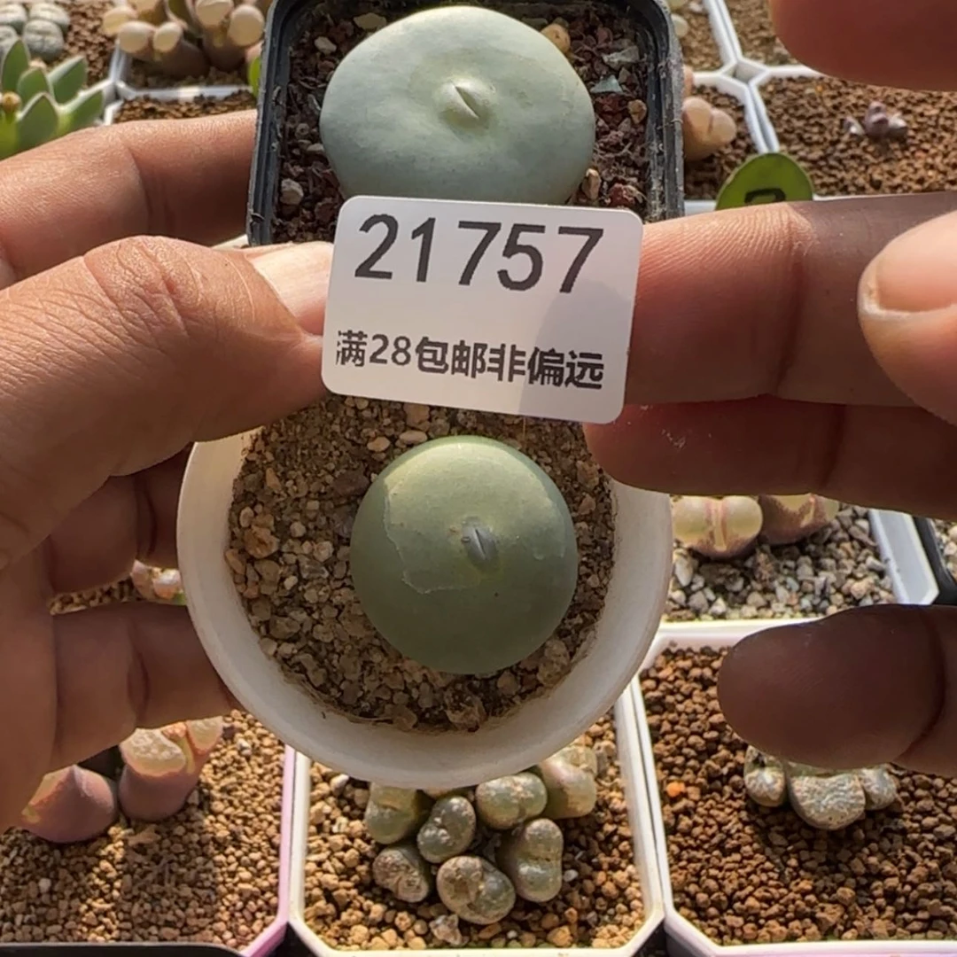 【闪购商品】小*兔21757