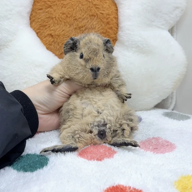 奶刺泰加弟弟 活体豚鼠荷兰猪