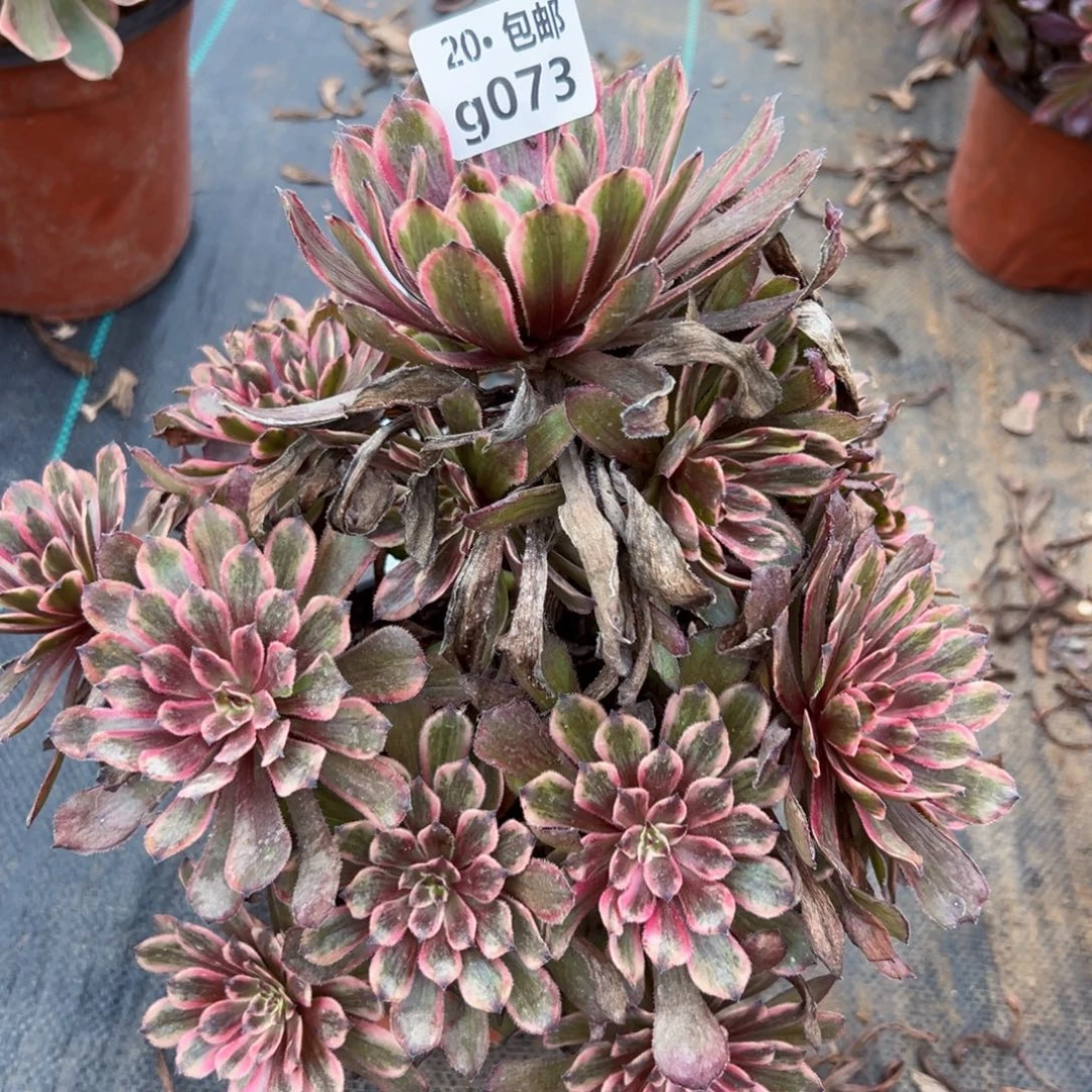 073紫霞，多肉法师