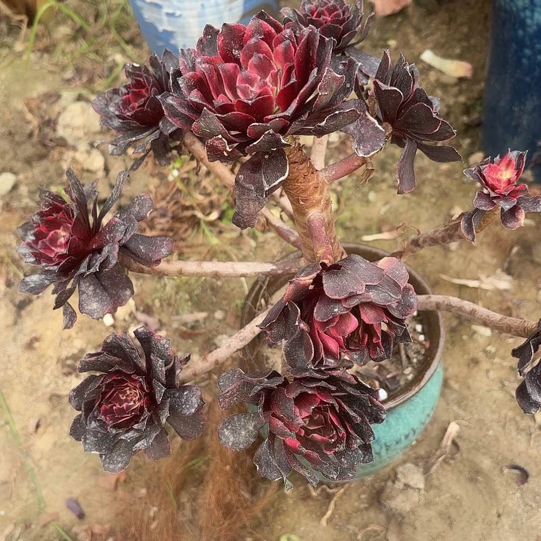 红陶哈哈哈哈哈哈哈哈哈哈