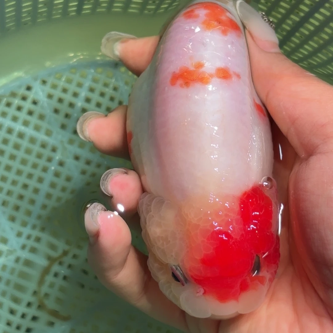 尊***金鱼拍包装包邮，不拍包装运费到付