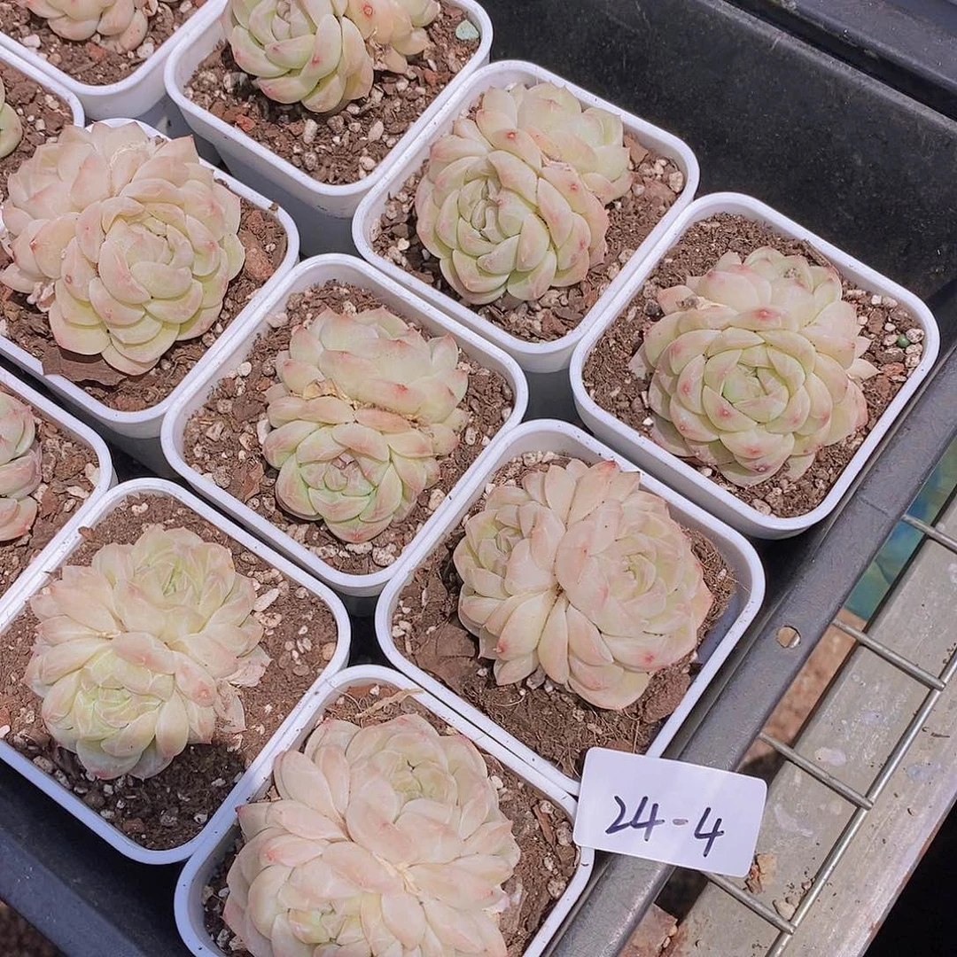 24-4- 白方瑶池双头福利一颗 量拍