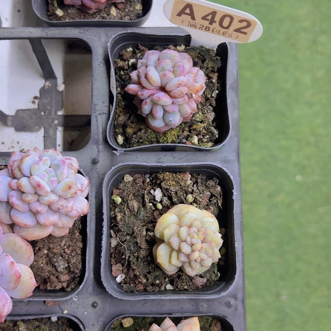 ****光A402星星橙石化一物一拍