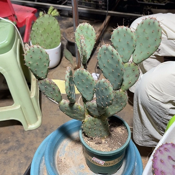 木****邦小丽塔脱土发货258米