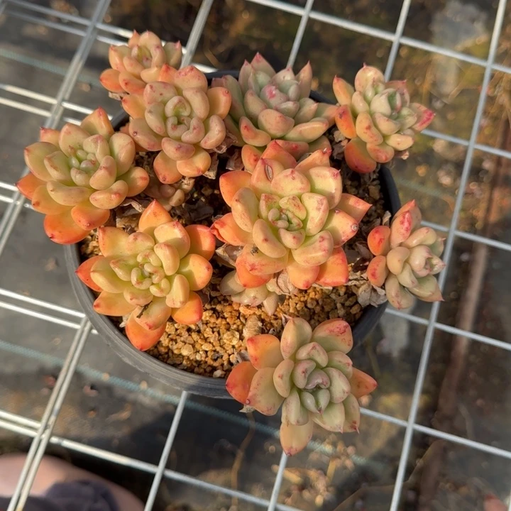 模特奶油鳄梨多肉植物绿植