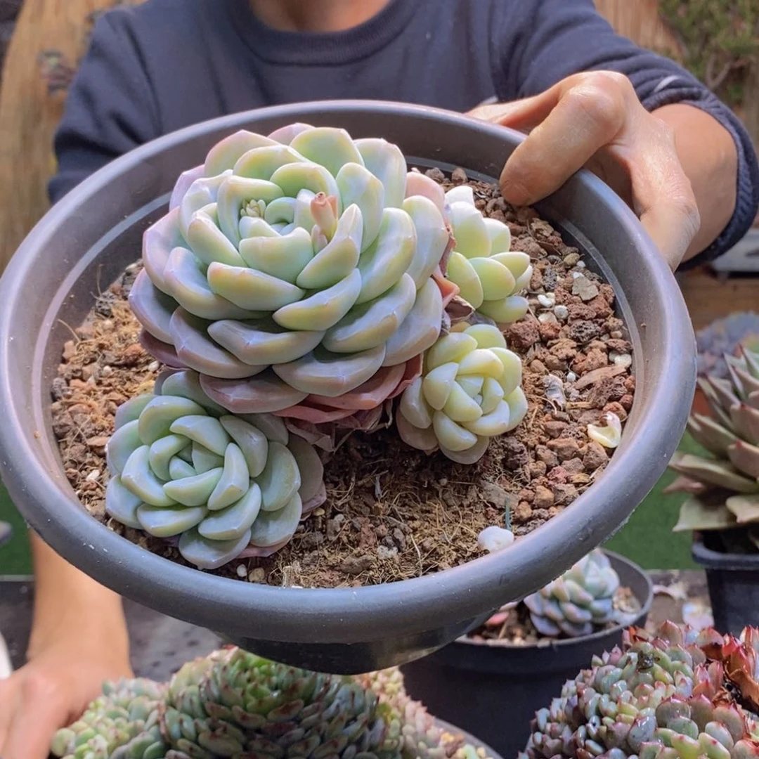 ?****?A192号冰玉群生