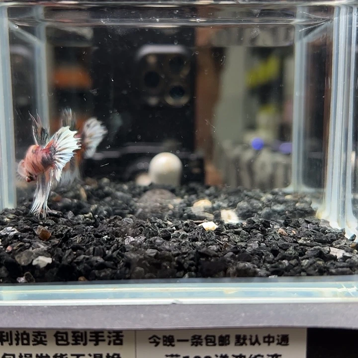 斗鱼竞拍跑单拉黑18日25