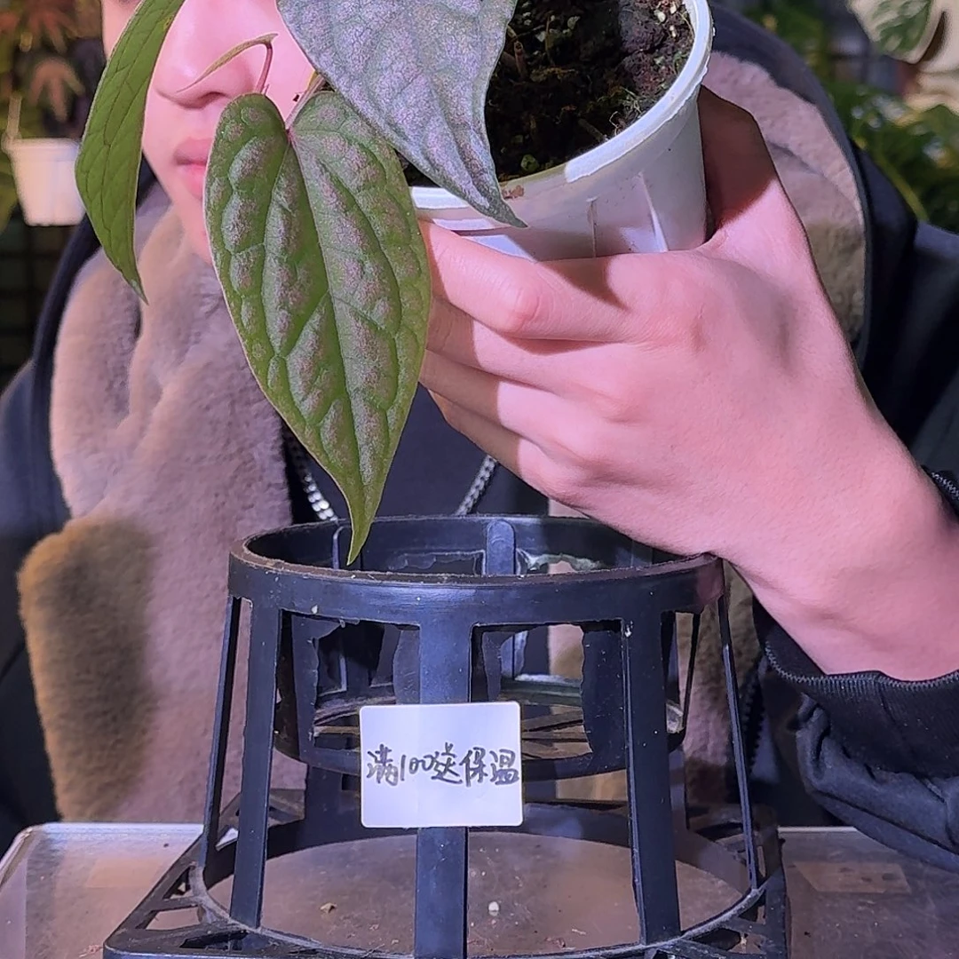 不开花植物G719金属胡椒