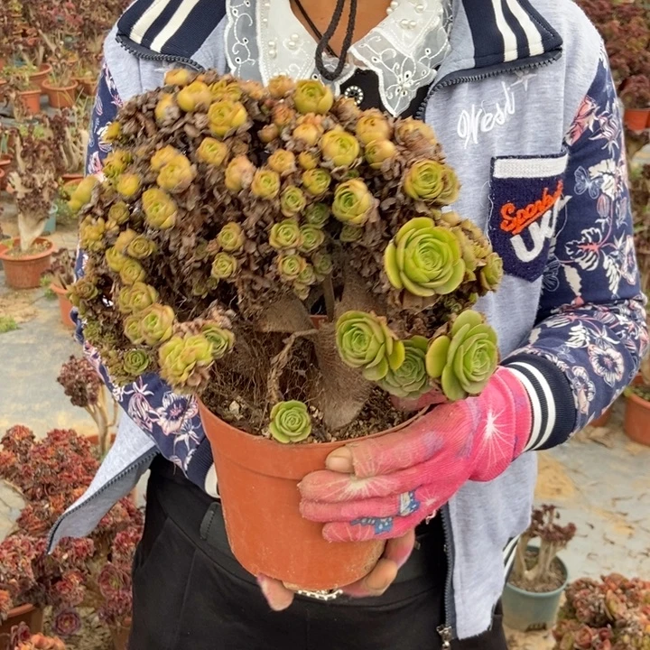 用***2886万缀化老桩老桩朵朵