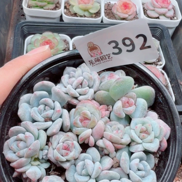 多肉植物多肉植物