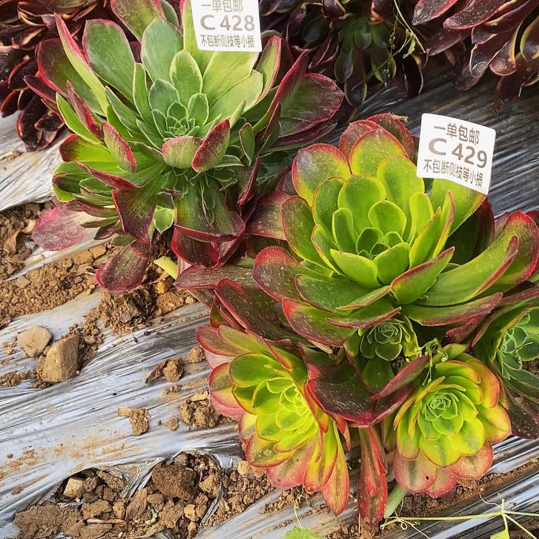 428429奶白锦万花筒多肉