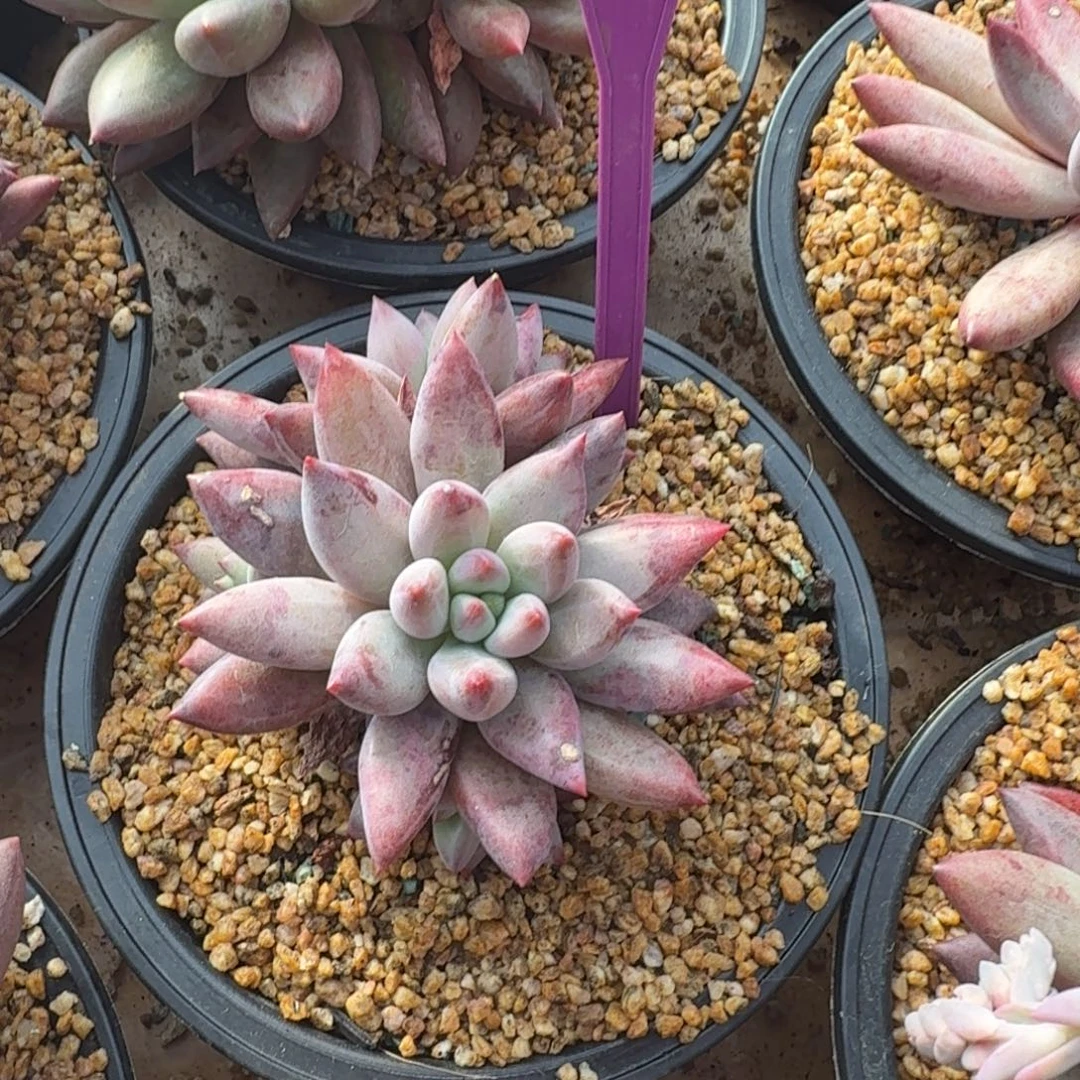 多肉植物虞美人572