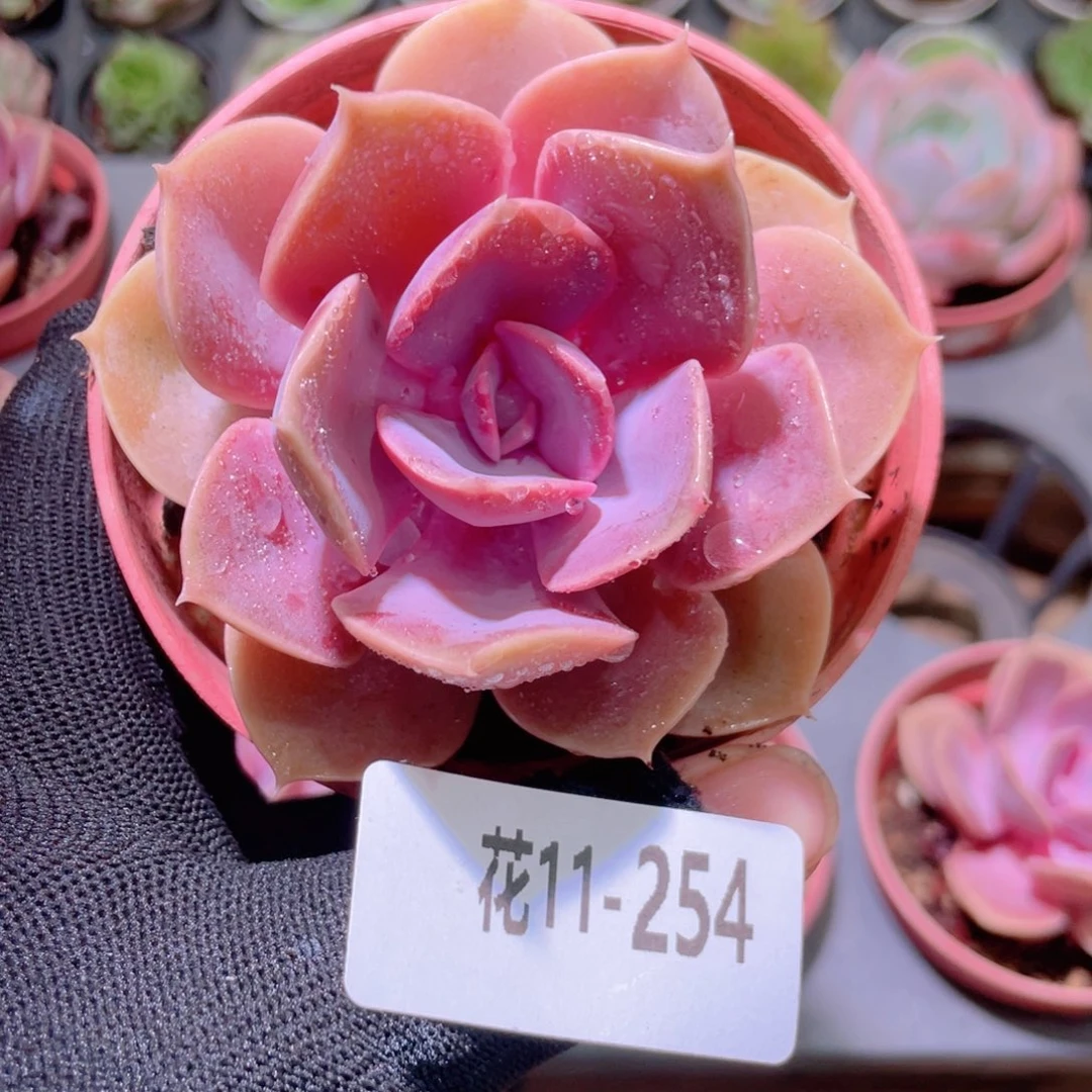 老***~花利美11-254紫珍珠