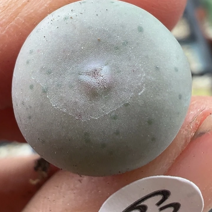 631号1111111111111111