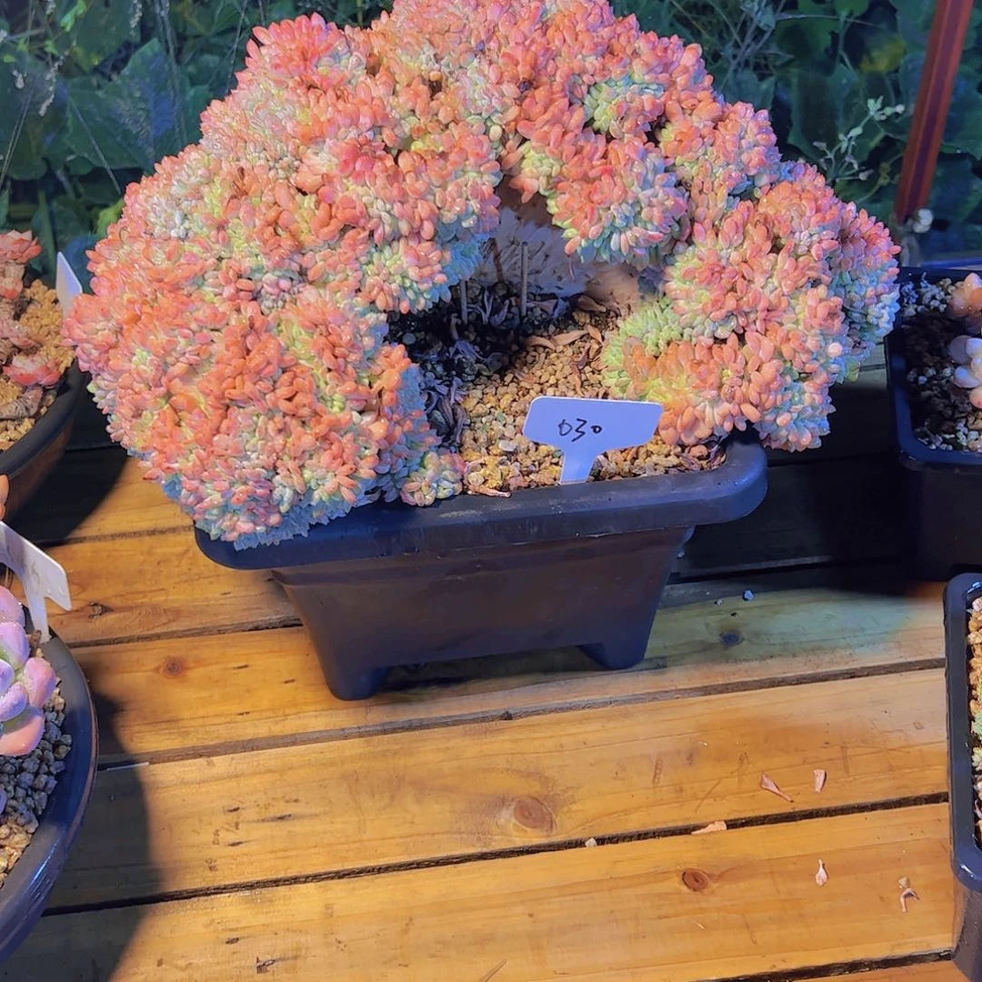 吴**虑030玛瑙缀化。。。。。。。