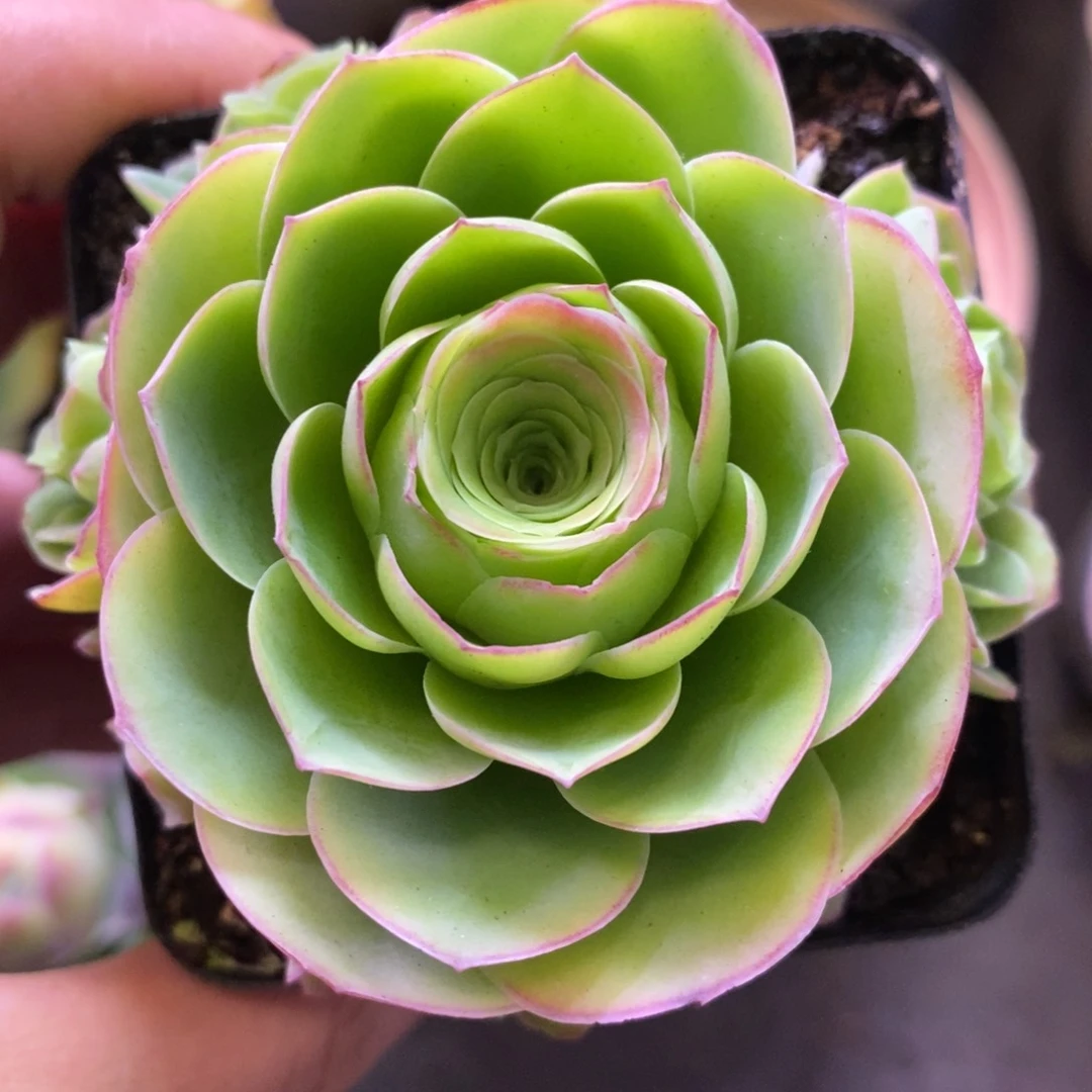 山地玫瑰开播福利一物一拍920舞鞋