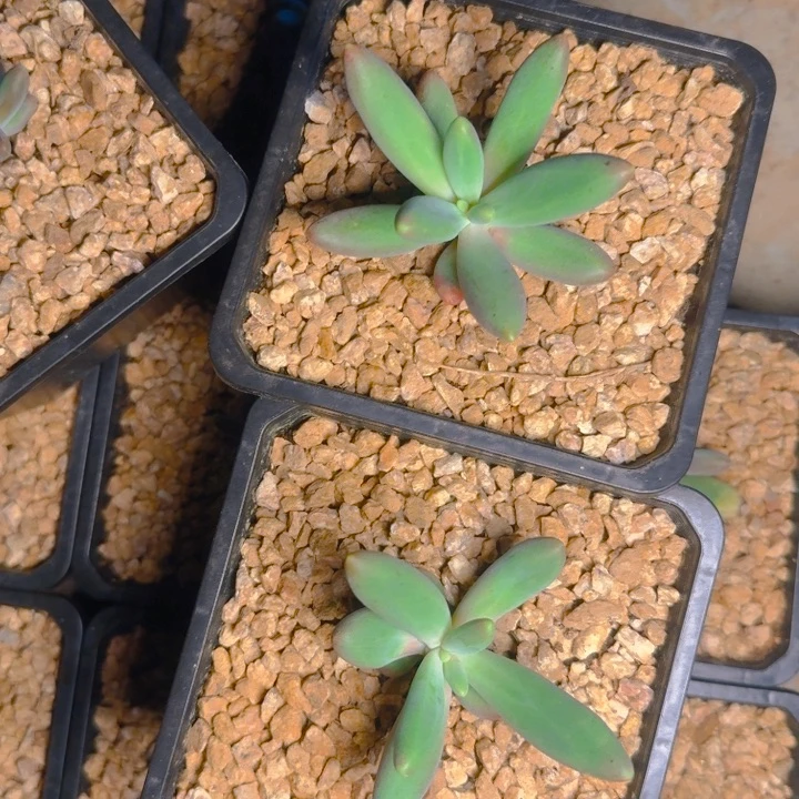 烟花单头福利111111111