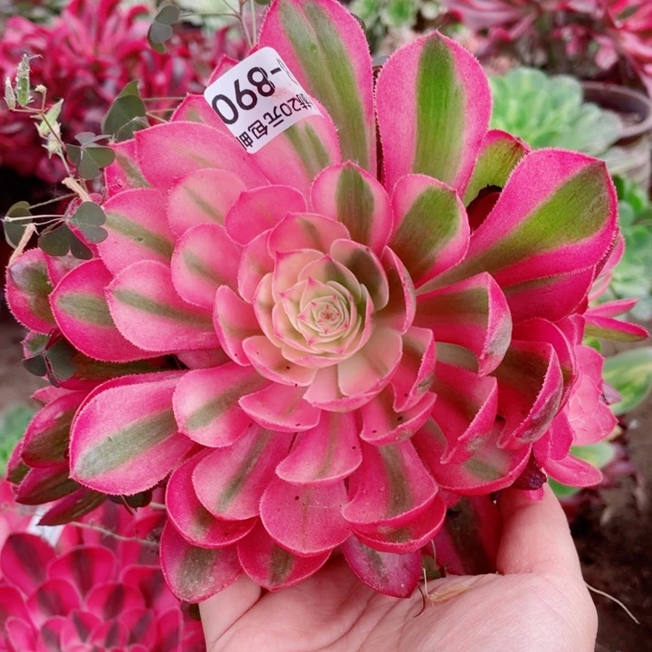 890荔枝多肉1，11344578