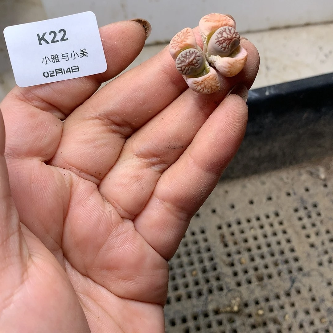 K22多肉植物保护研究所