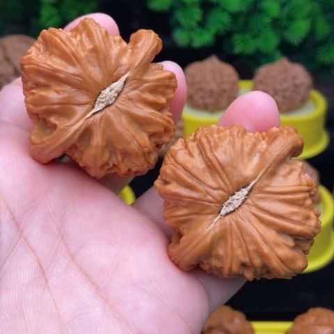 把件文玩核桃白狮子45精修