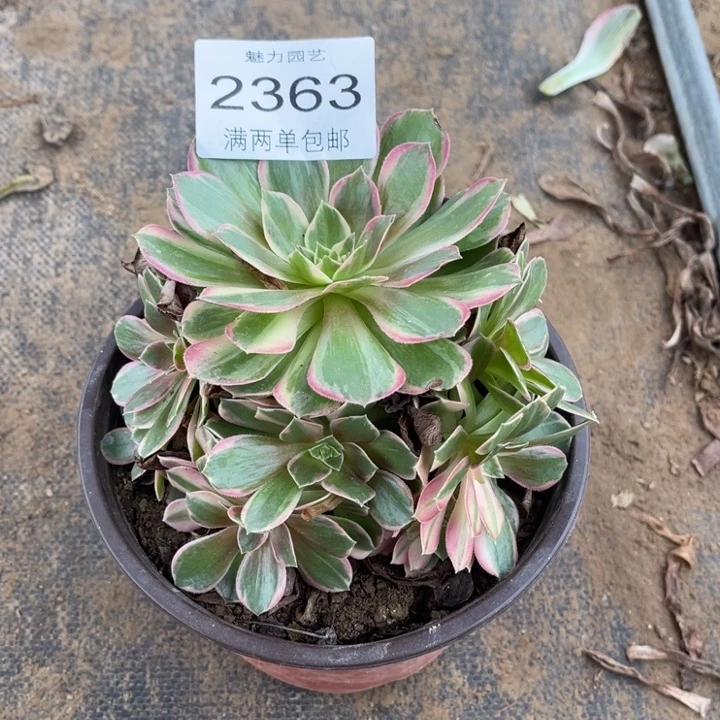 黑膜的人多肉的人2363