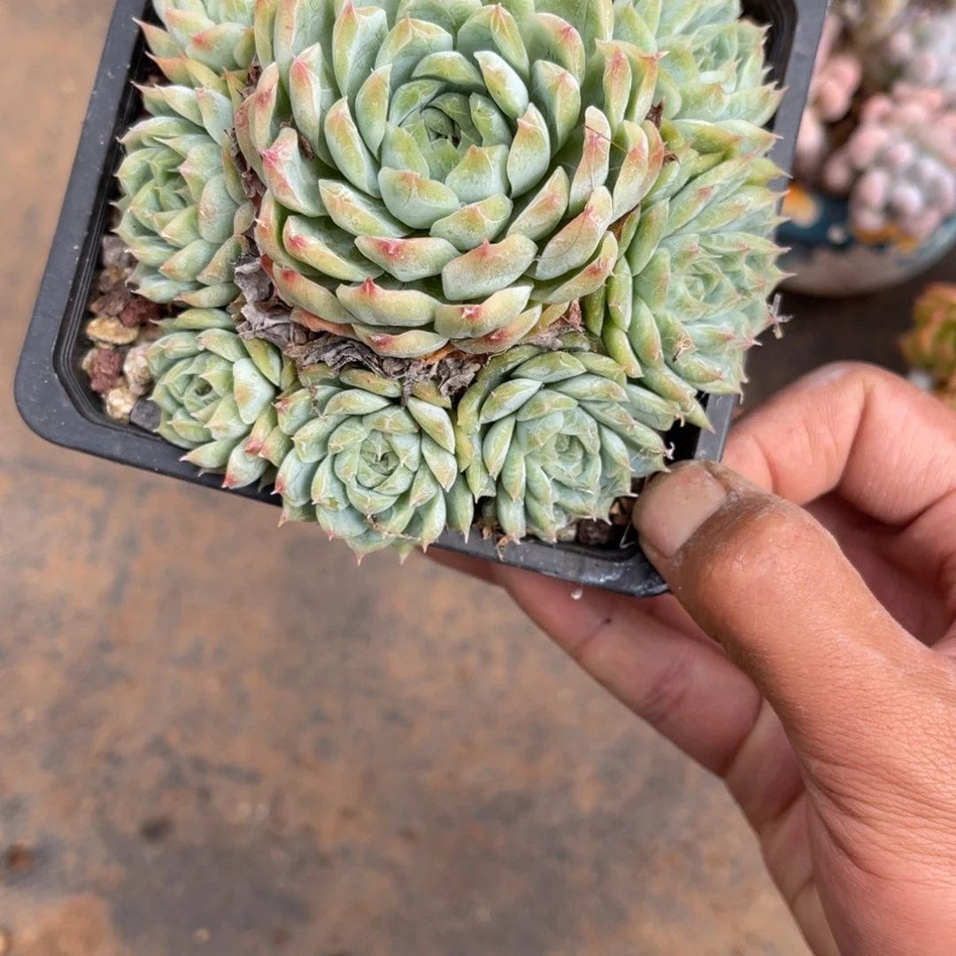 张*然334捧花多肉