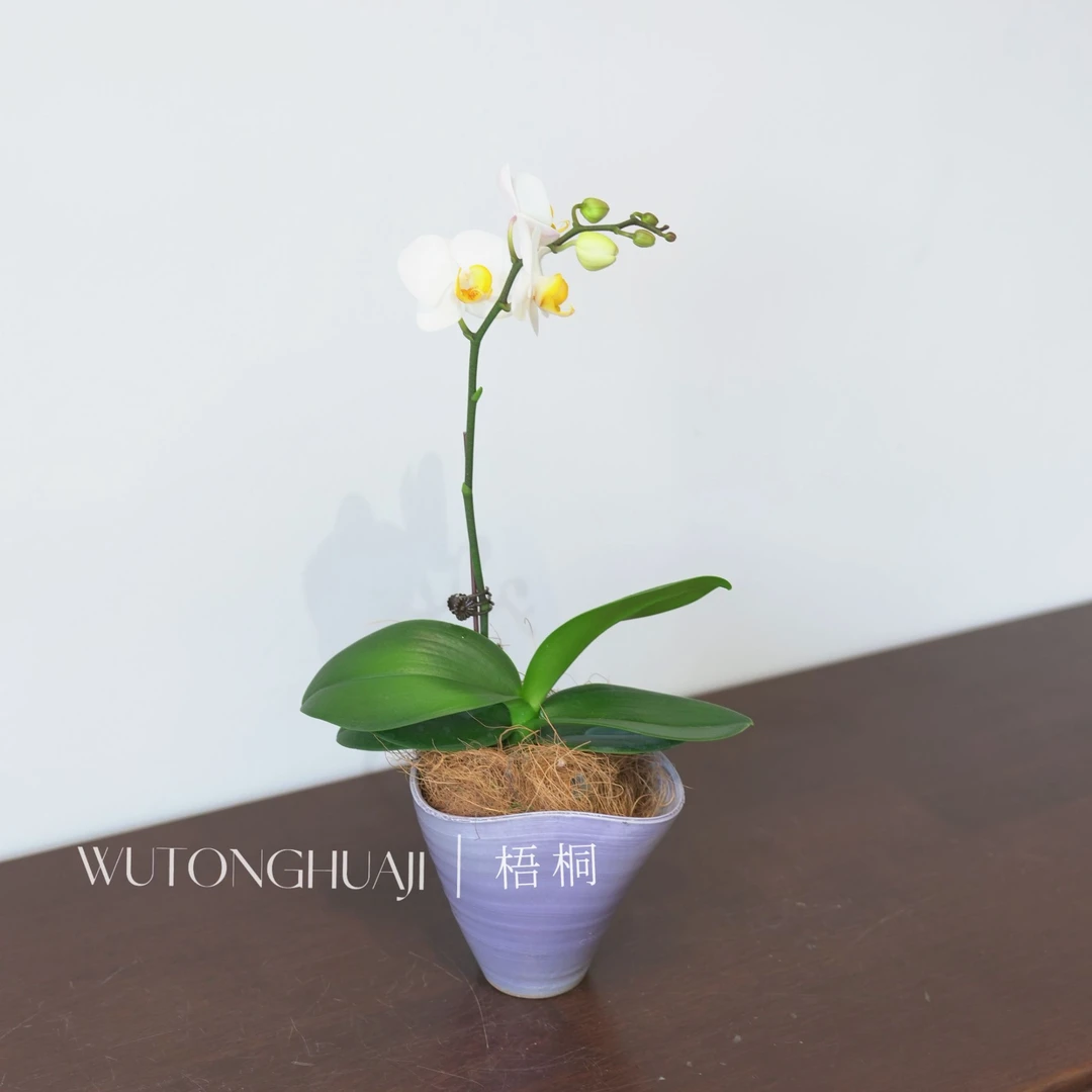 水仙蝴蝶兰四季开花开花植物兰花室内盆栽