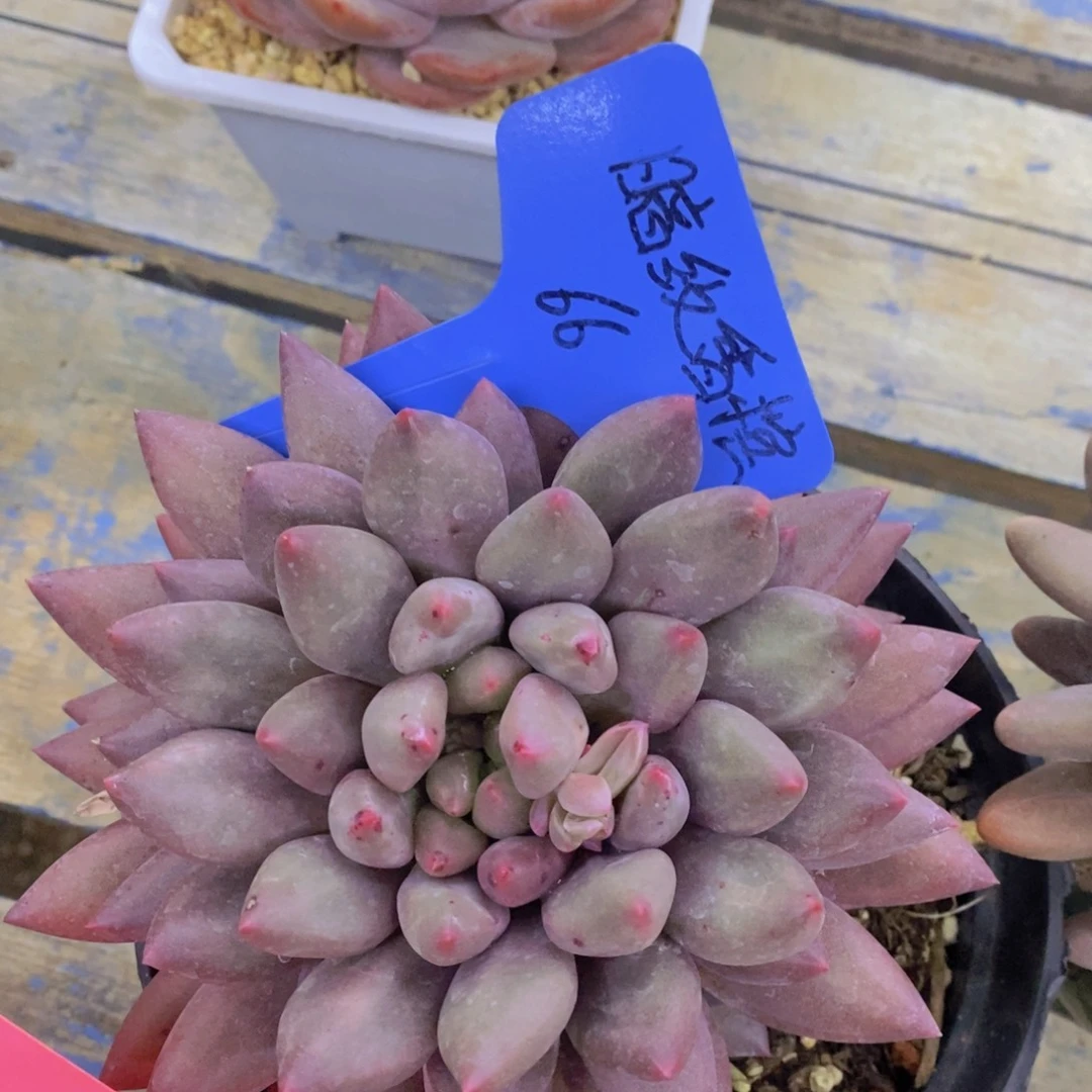 清货转场，一单包邮，满5宋1