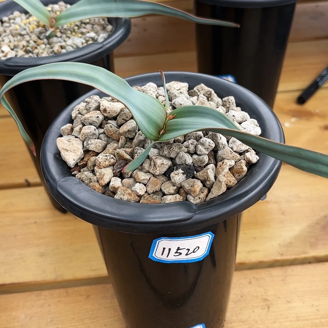 摄****森潮流植物，百岁兰，11520