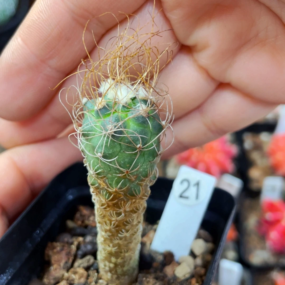 黄龙丸娇丽盆5公分满25包邮裸根发货