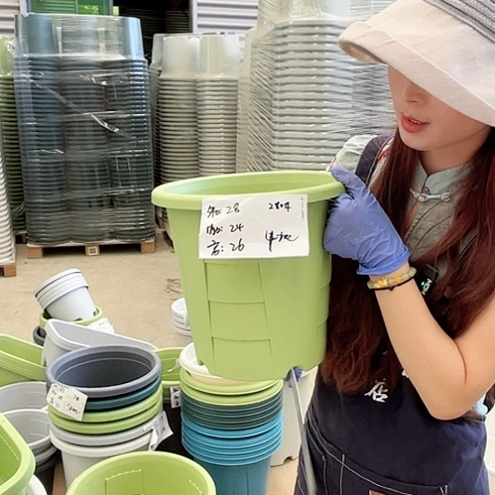 玫瑰盆280#果绿色5个无托