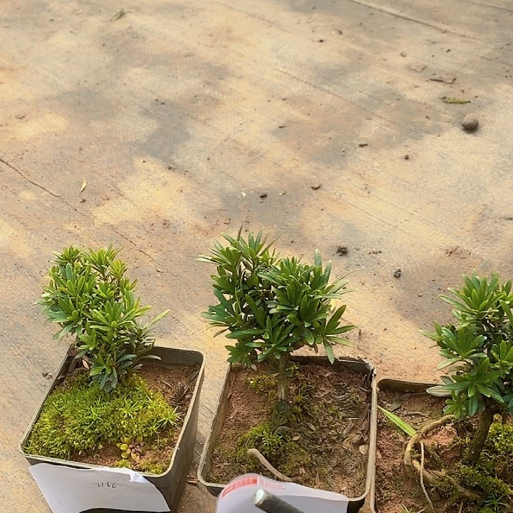 爱**哥罗汉松鲜花绿植