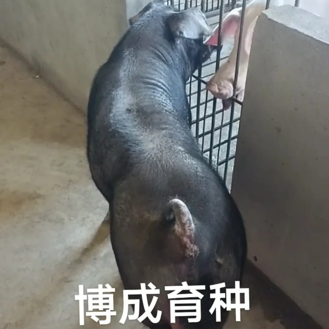 国寿黑种公猪育种级猪精