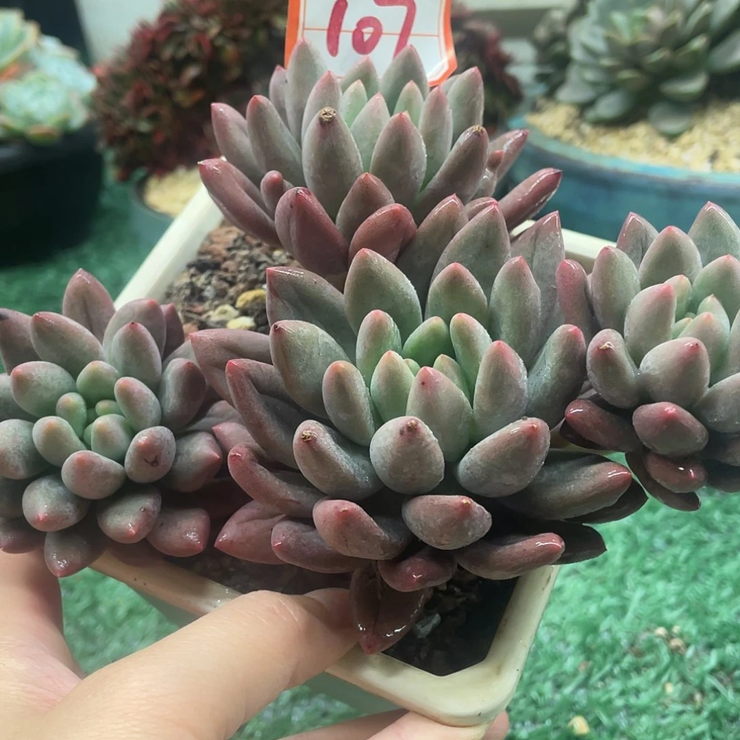 107一物一一拍一拍